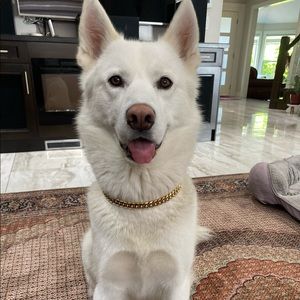 Meet your Posher, Gurshaan